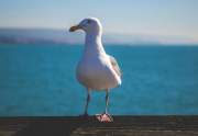 seagull on the beach in newport coast balboa island